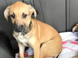 Cachorro raça SRD idade 2 a 6 meses nome Brad