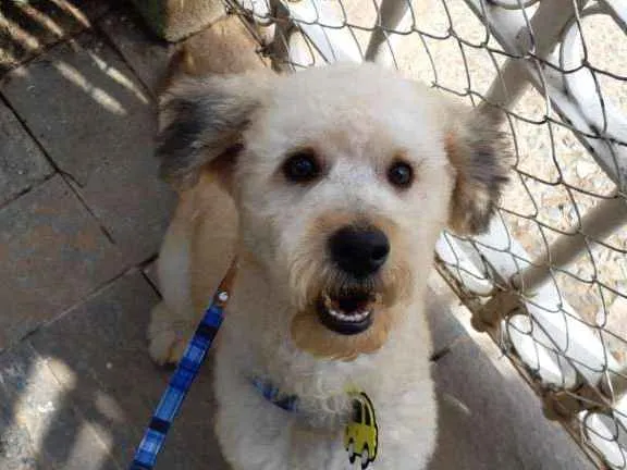 Cachorro raça Poodle 5 idade 1 ano nome Luke