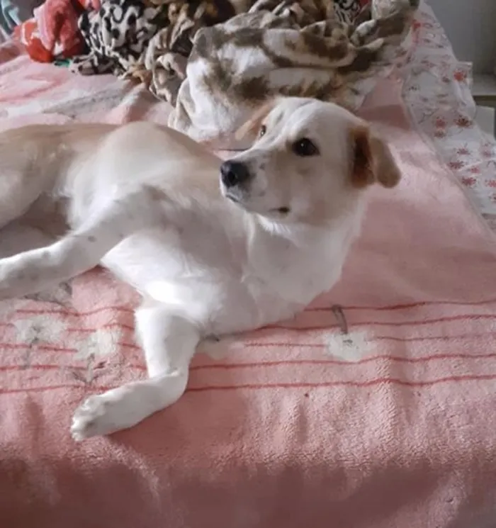 Cachorro ra a  idade  nome Não sei 