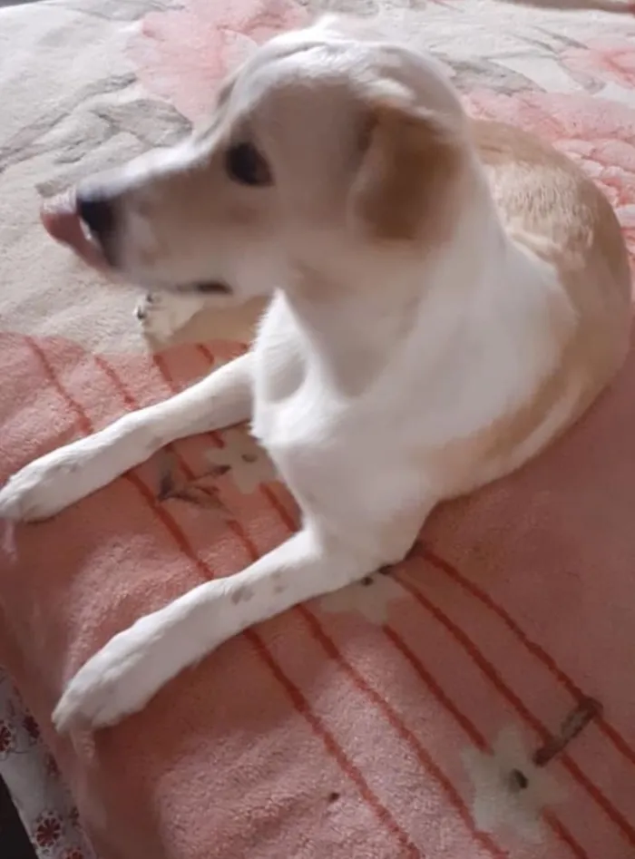 Cachorro ra a  idade  nome Não sei 
