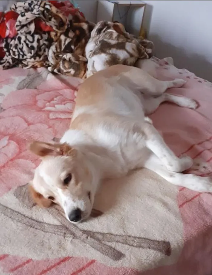 Cachorro ra a  idade  nome Não sei 