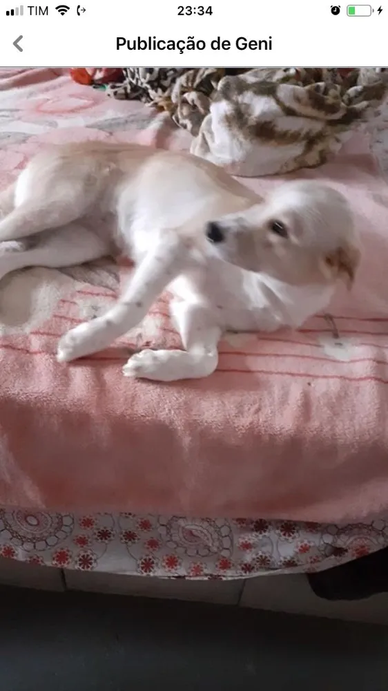 Cachorro ra a  idade  nome Não sei 