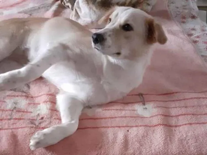 Cachorro ra a  idade  nome Não sei 