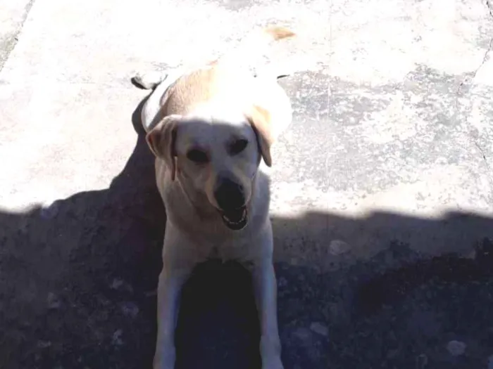 Cachorro ra a Labrador idade  nome Frida