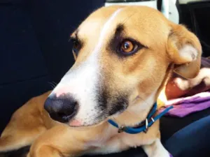 Cachorro raça SRD idade 1 ano nome Lela 