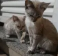 Gatinhos