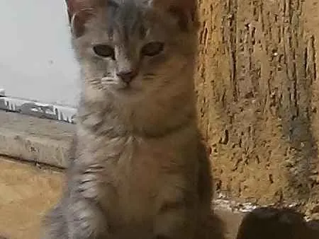 Gato ra a Sem raca idade 2 a 6 meses nome Gatinhos