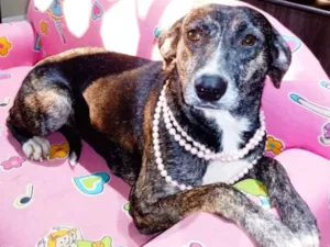 Cachorro raça SRD idade 3 anos nome Lila