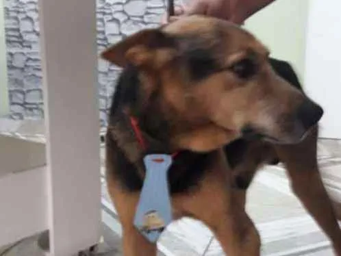 Cachorro ra a Vira lata idade 6 ou mais anos nome Ribite