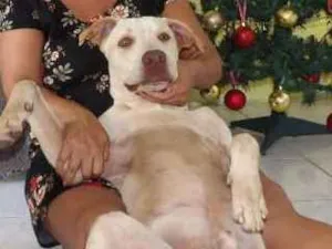 Cachorro raça Pit Bull/ Labrador idade 1 ano nome Zen