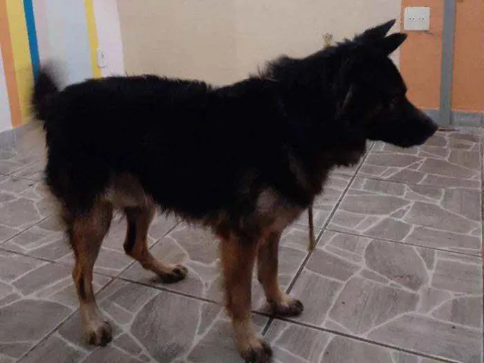 Cachorro ra a Pastor  alemão  misturado idade 1 ano nome Bradok 