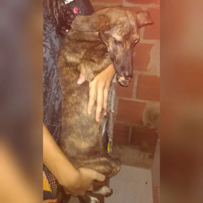 Cachorro ra a Vira lata idade 7 a 11 meses nome Kyra