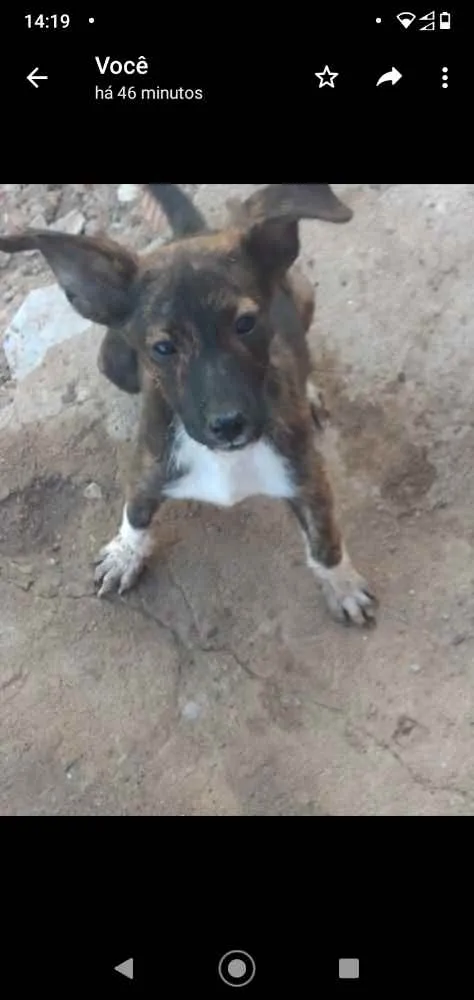 Cachorro ra a Vira lata idade 7 a 11 meses nome Kyra