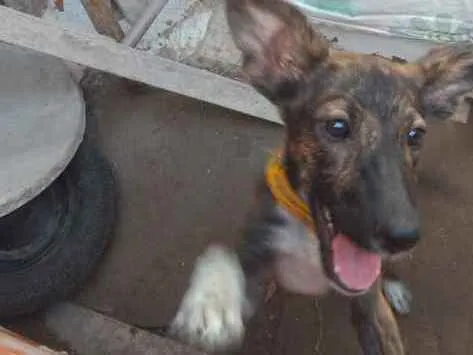 Cachorro ra a Vira lata idade 7 a 11 meses nome Kyra