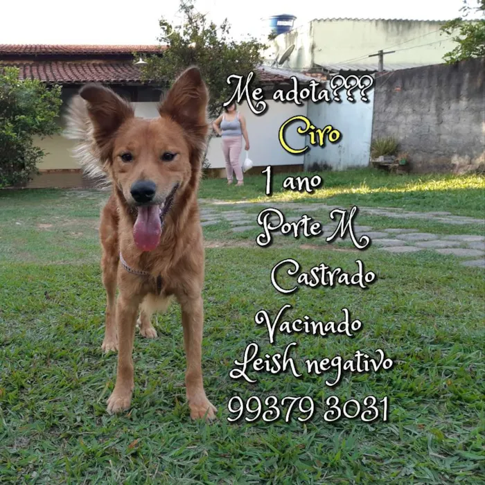 Cachorro raça SRD idade 1 ano nome Ciro