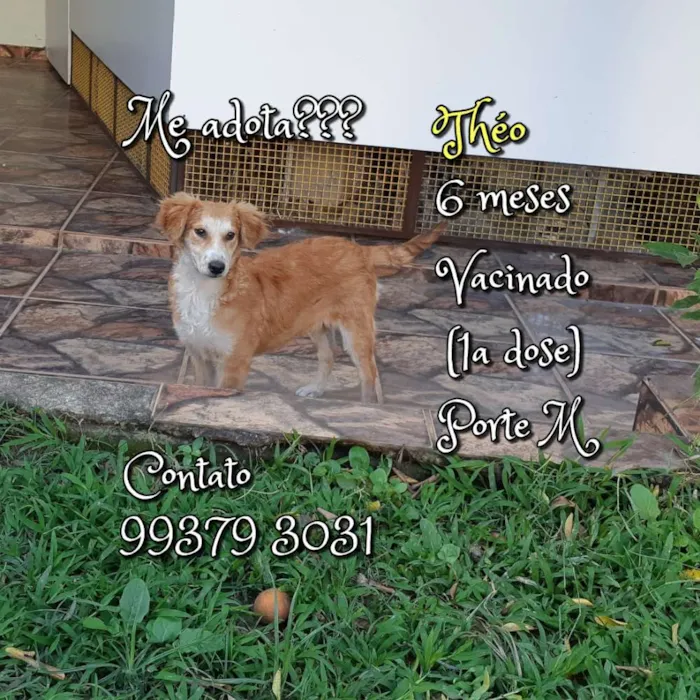 Cachorro raça SRD idade 7 a 11 meses nome Théo 