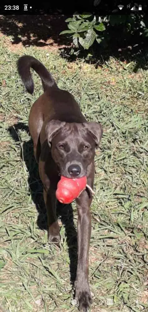 Cachorro ra a Srd idade 1 ano nome Mel