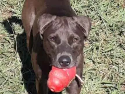 Cachorro ra a Srd idade 1 ano nome Mel