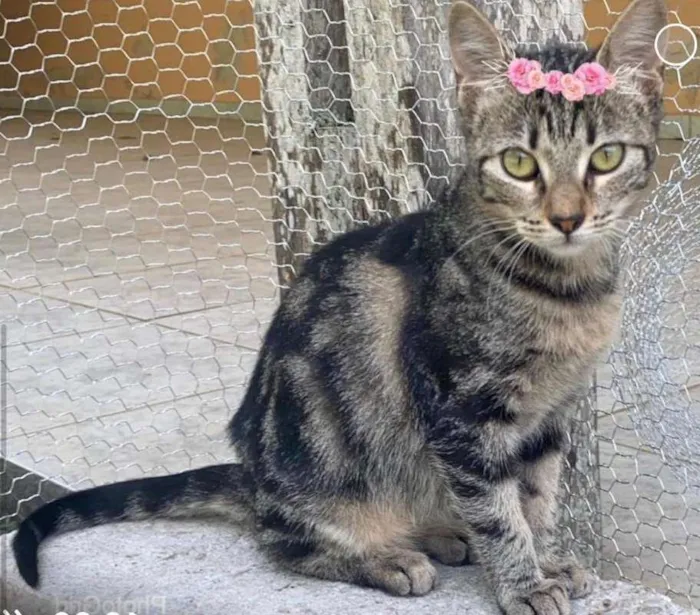 Gato ra a SRD idade 2 a 6 meses nome ROSAURA