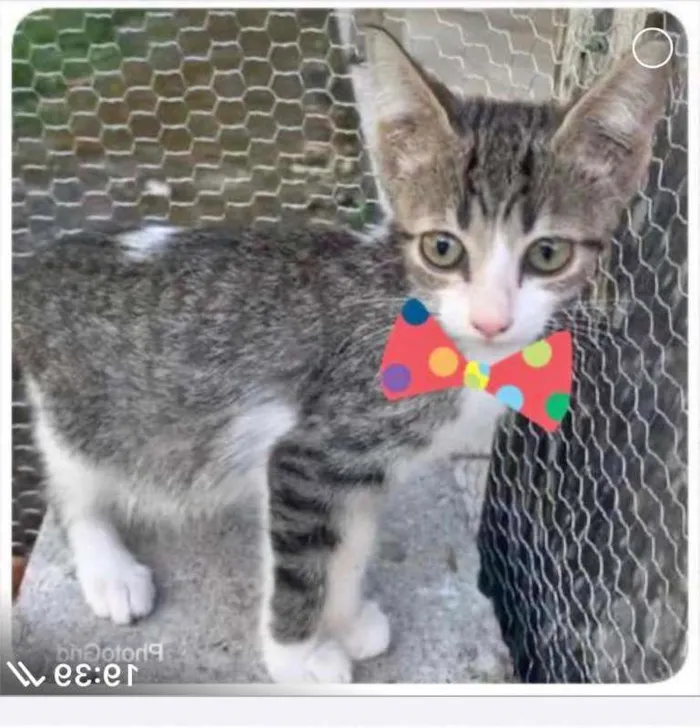 Gato ra a SRD idade 2 a 6 meses nome RIQUINHO