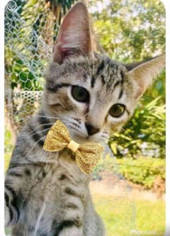 Gato ra a SRD idade 2 a 6 meses nome GIALO