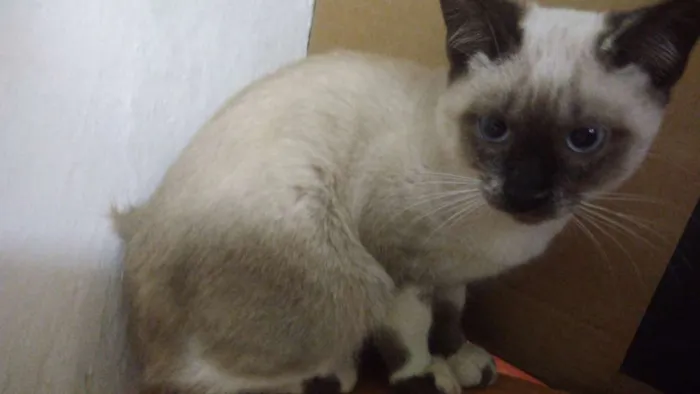 Gato ra a Srd idade 2 a 6 meses nome Dara