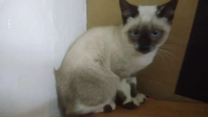 Gato ra a Srd idade 2 a 6 meses nome Dara