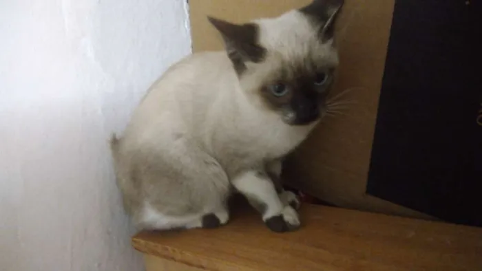 Gato ra a Srd idade 2 a 6 meses nome Dara
