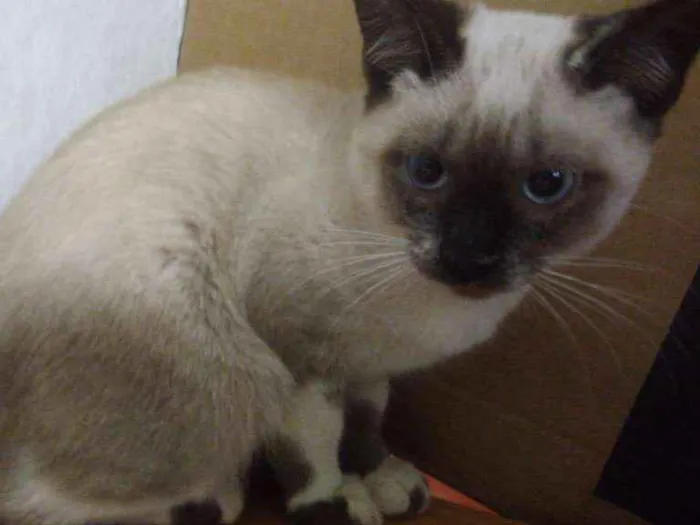 Gato ra a Srd idade 2 a 6 meses nome Dara
