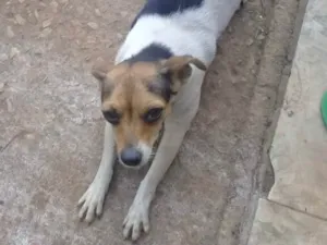 Cachorro raça SRD idade 2 a 6 meses nome Diana 