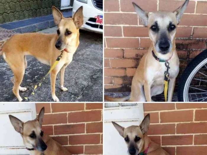 Cachorro raça Srd idade 1 ano nome Mathilda