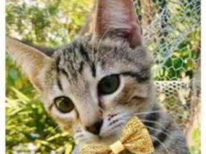 Gato raça SRD idade 2 a 6 meses nome GIALO