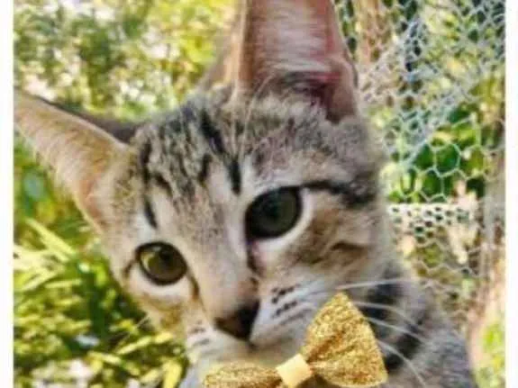 Gato ra a SRD idade 2 a 6 meses nome GIALO