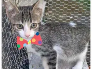 Gato raça SRD idade 2 a 6 meses nome RIQUINHO