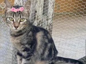 Gato raça SRD idade 2 a 6 meses nome ROSAURA