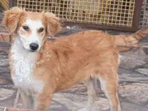 Cachorro raça SRD idade 7 a 11 meses nome Théo 