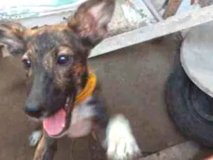 Cachorro raça Vira lata idade 7 a 11 meses nome Kyra