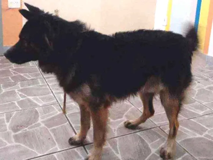 Cachorro ra a Pastor  alemão  misturado idade 1 ano nome Bradok 