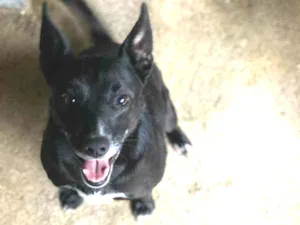 Cachorro raça SRD idade 2 anos nome NININHA