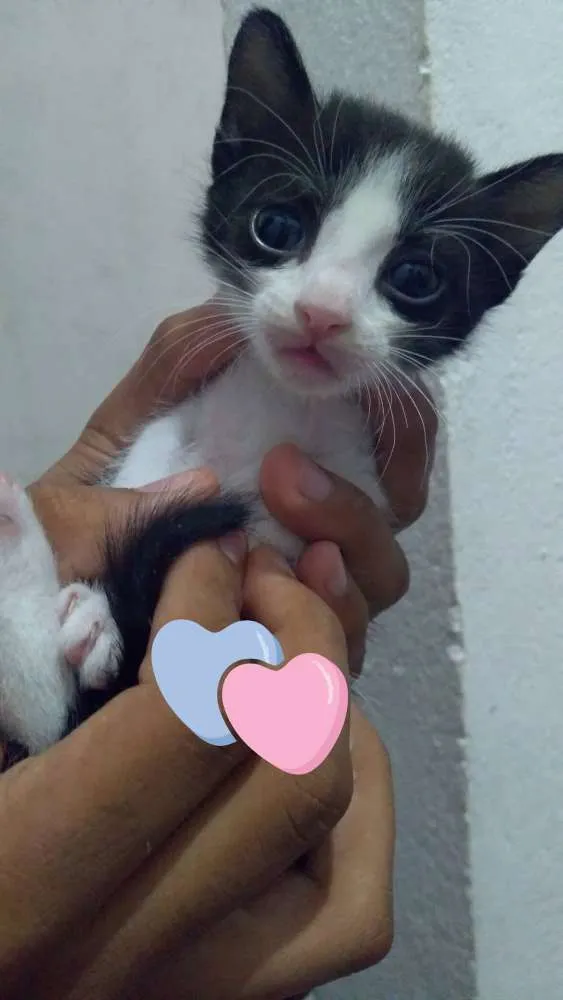 Gato raça Não sei idade 2 a 6 meses nome Lili e sara