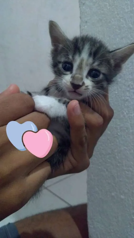 Gato raça Não sei idade 2 a 6 meses nome Sara