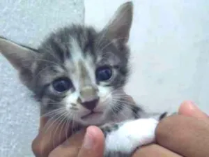 Gato raça Não sei idade 2 a 6 meses nome Sara