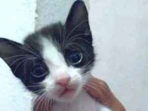 Gato raça Não sei idade 2 a 6 meses nome Lili e sara