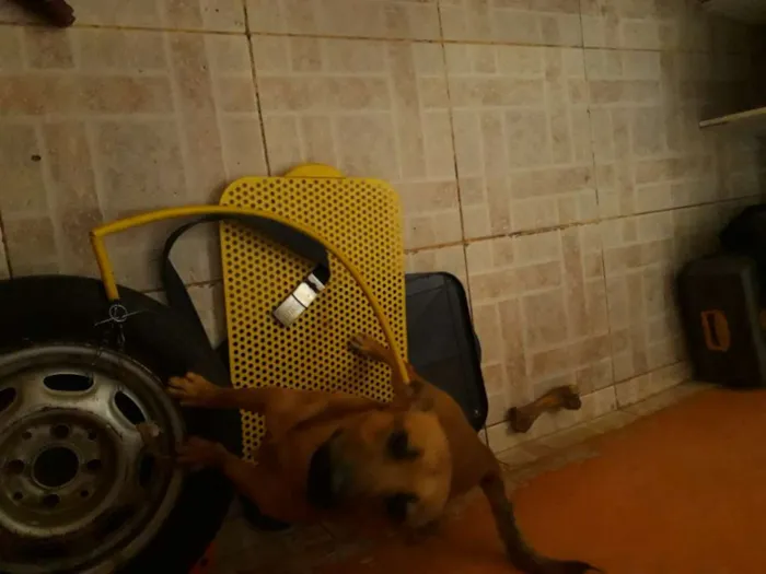 Cachorro ra a Não sabemos idade 7 a 11 meses nome Doguinho