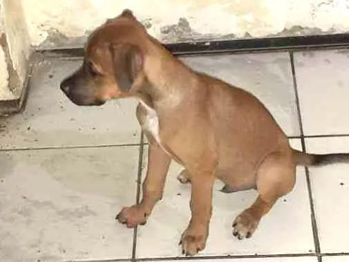 Cachorro ra a Srd idade 2 a 6 meses nome Paçoquinha