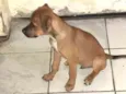 Paçoquinha
