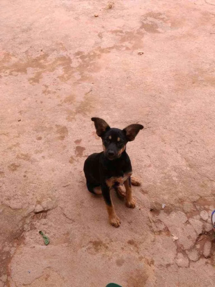 Cachorro ra a Vira lata idade 2 a 6 meses nome Bolinha 