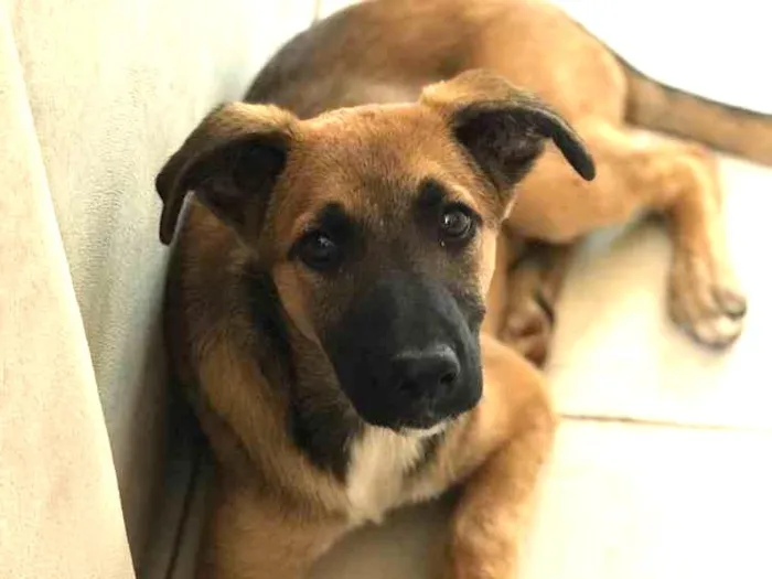 Cachorro raça Vira -lata  idade 2 a 6 meses nome Dóris Maria 