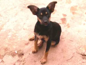 Cachorro raça Vira lata idade 2 a 6 meses nome Bolinha 