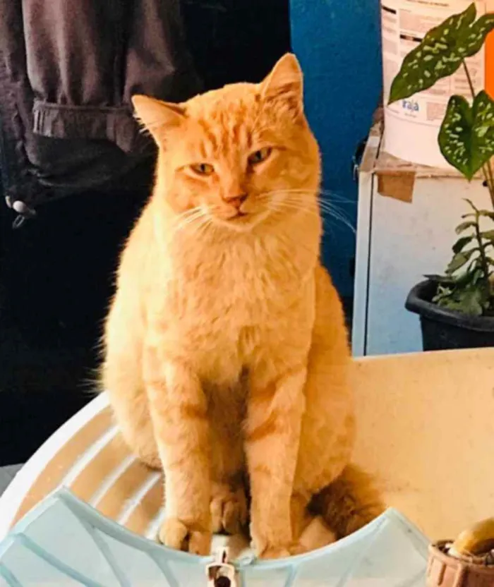 Gato ra a SRD idade 1 ano nome Alemão